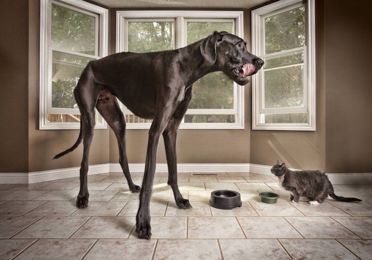 Немецкий дог