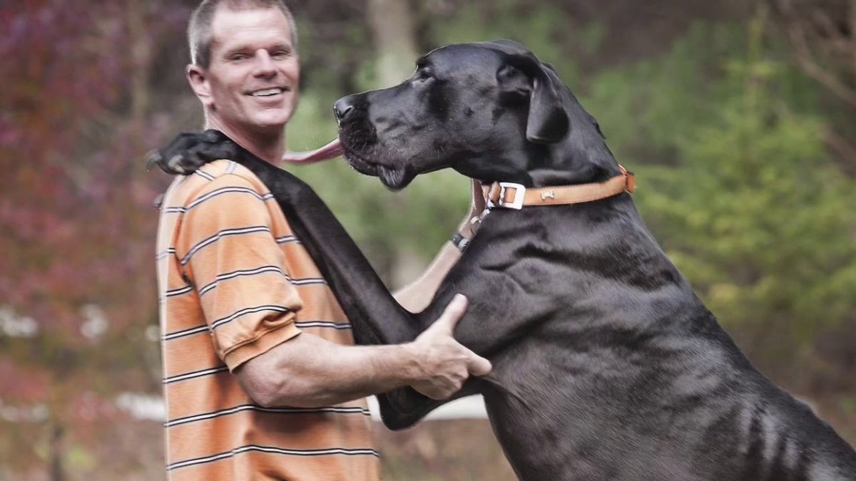 Датский дог Гибсон