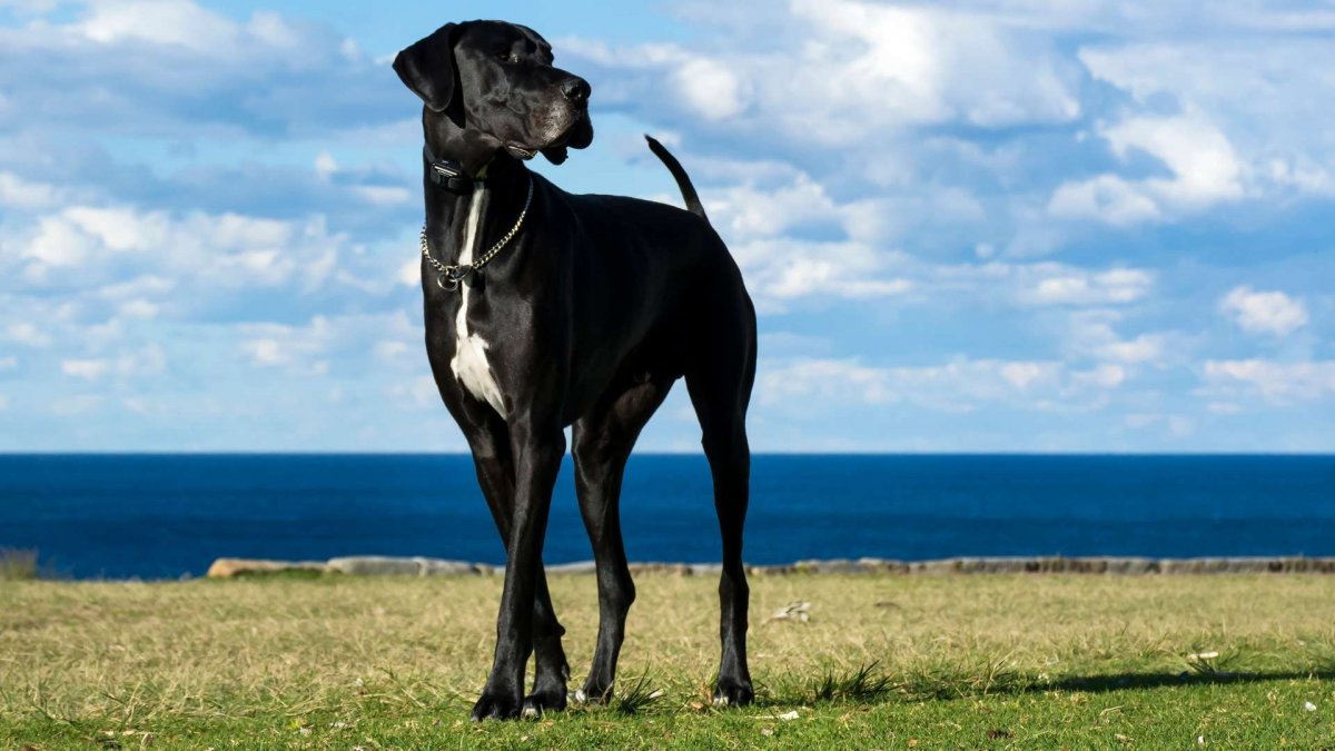 Сенбернар порода собак