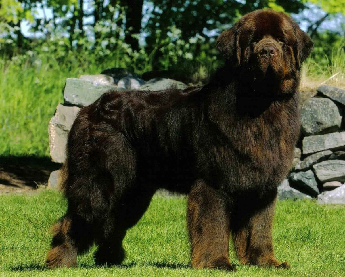 Немецкий дог щенок