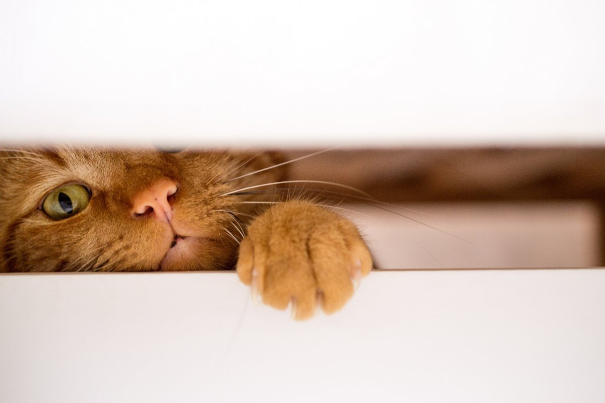 Собака выглядывает из за угла