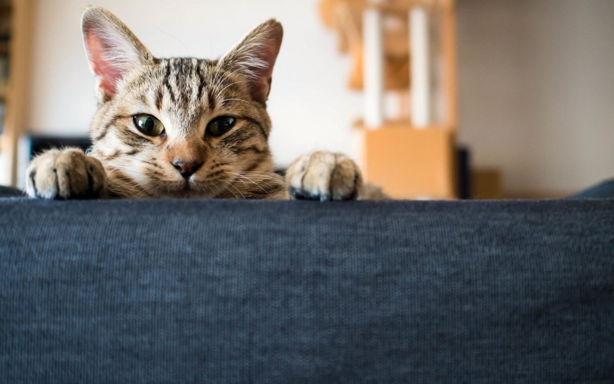 Котик на черном фоне