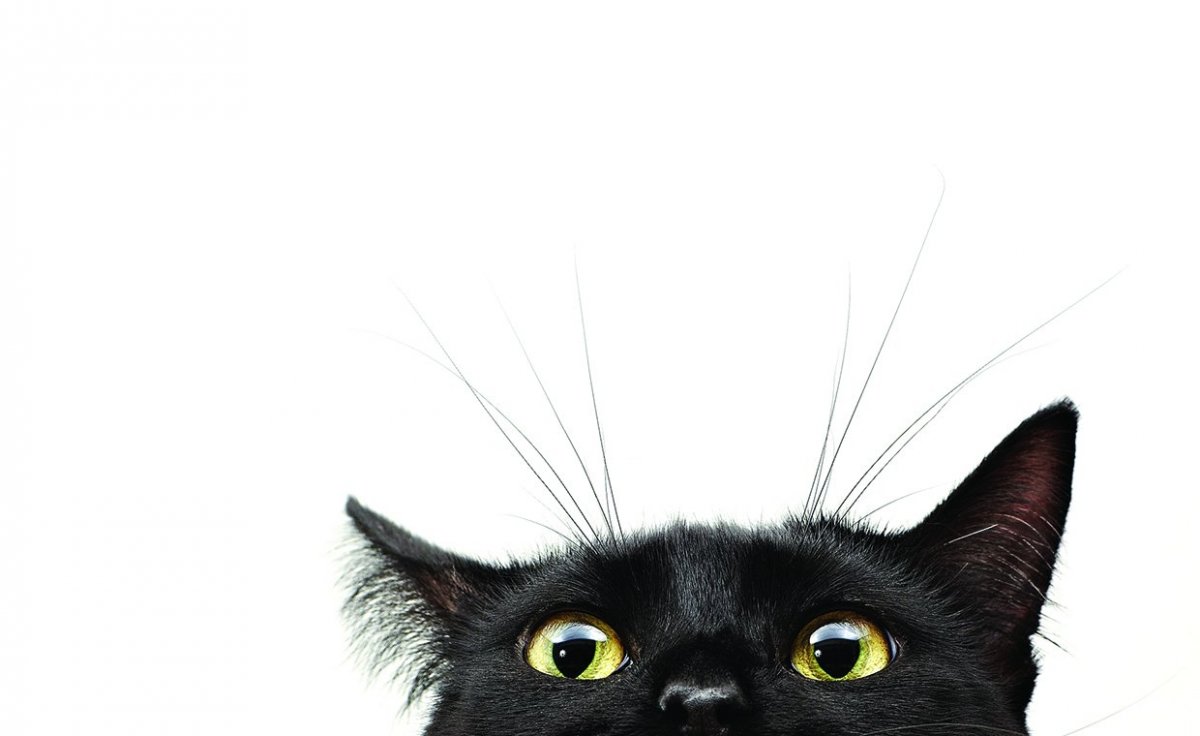 Котики 1600 900