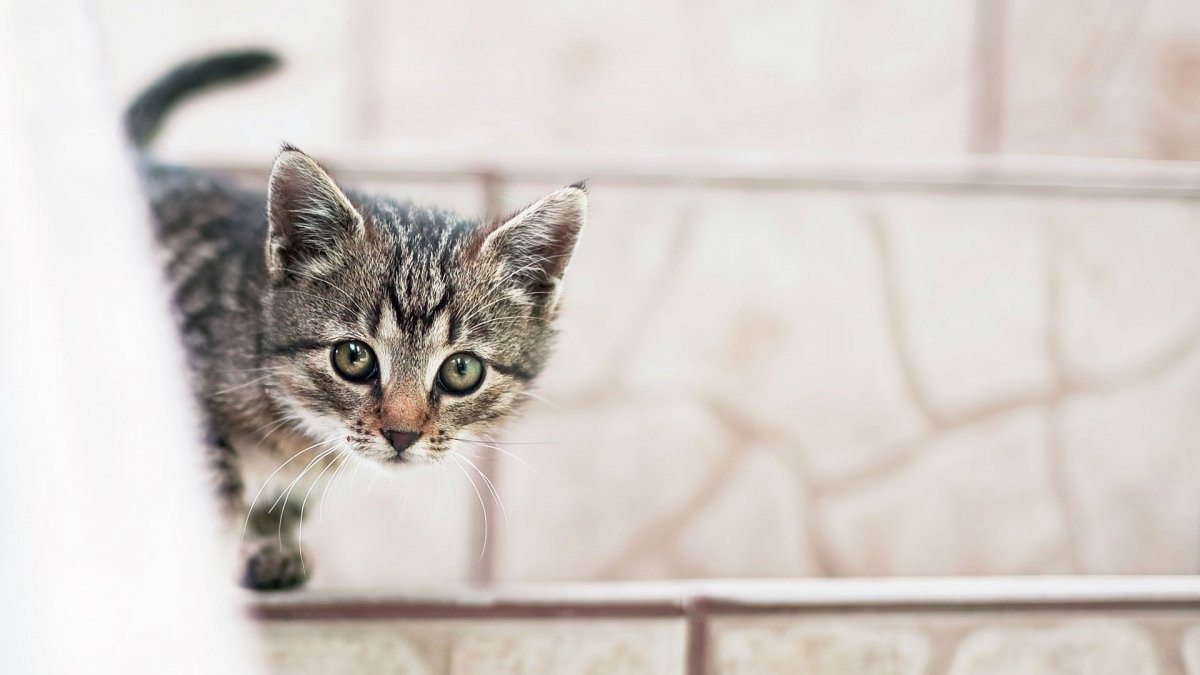 Кошка выглядывает