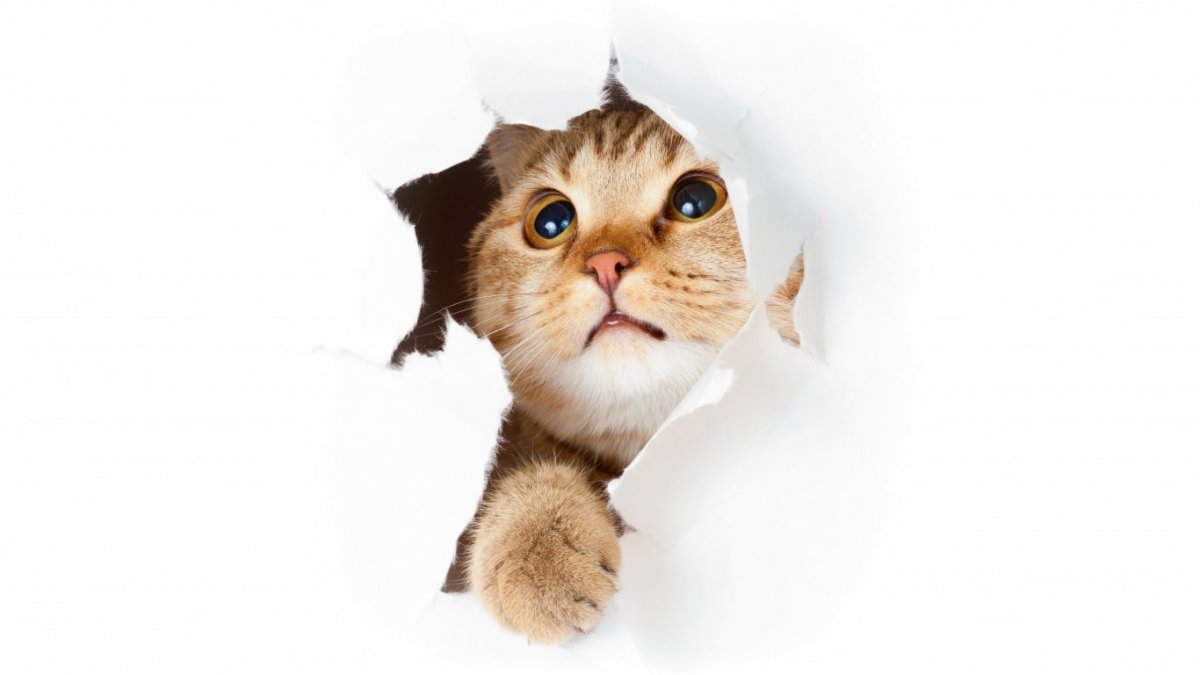 Кошка выглядывает