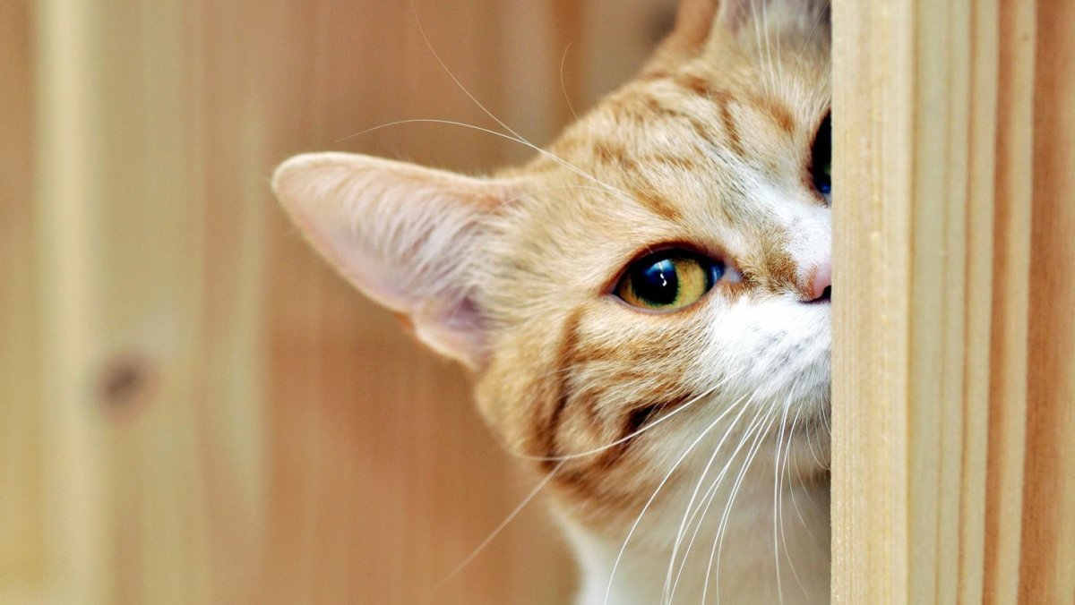 Кот выглядывает