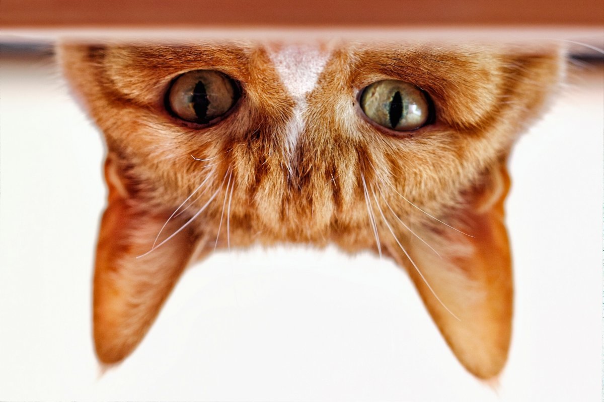 Кот выглядывает из-за угла