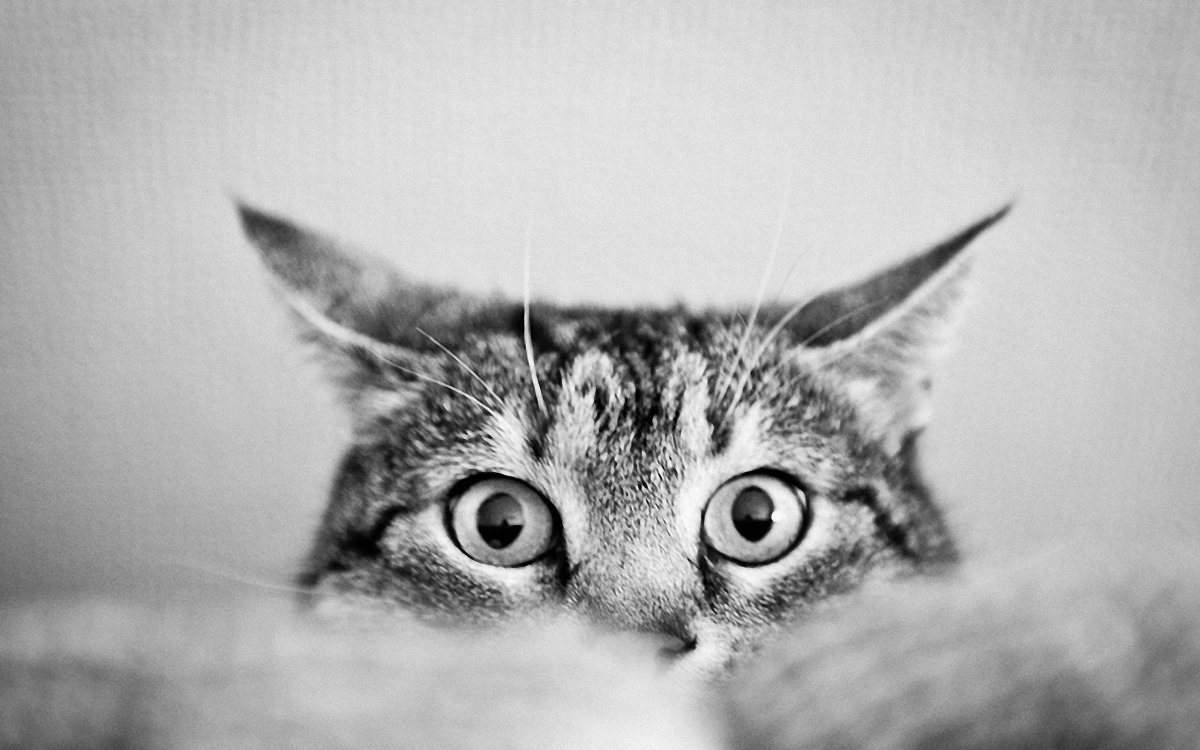 Кот выглядывает из-за угла