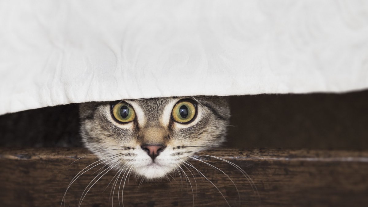 Черный кот выглядывает из за угла