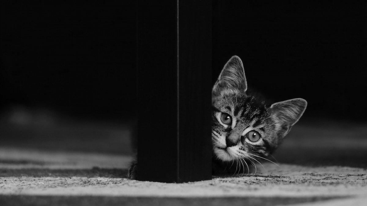 Кошка выглядывает