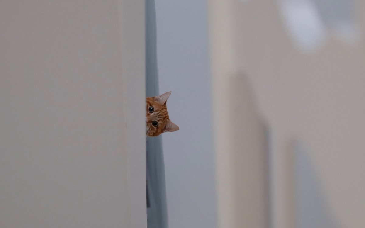 Кот выглядывает из под стола