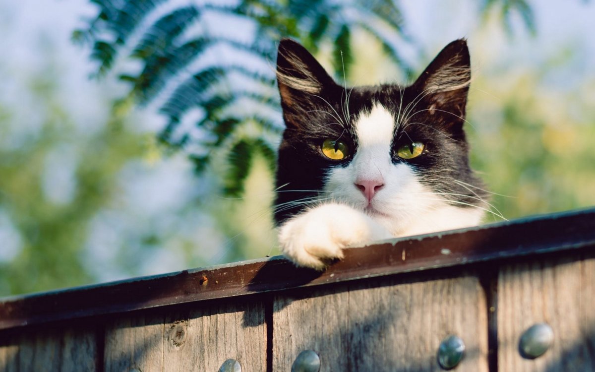 Кот заглядывает