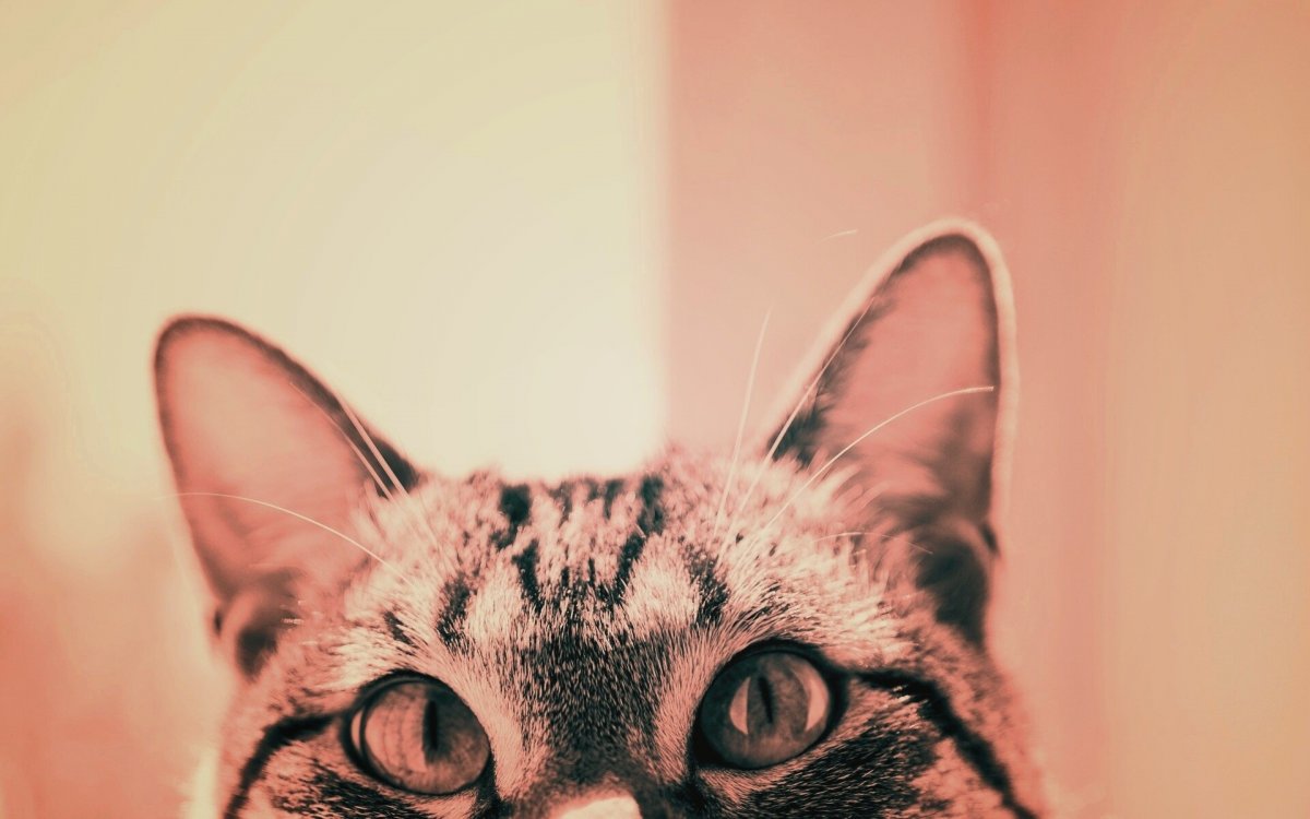 Кот выглядывает из-за угла