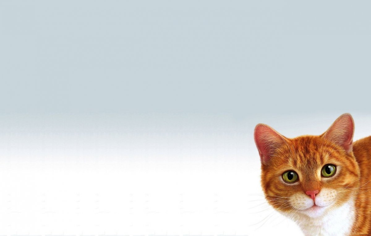 Котенок выглядывает