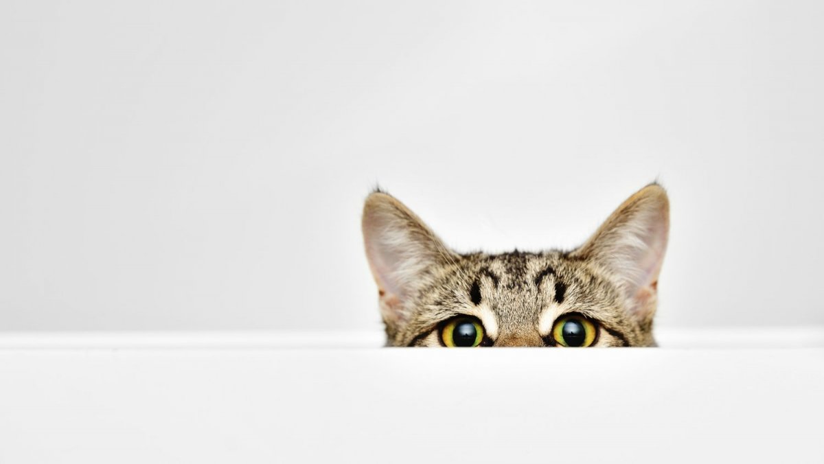 Кот выглядывает