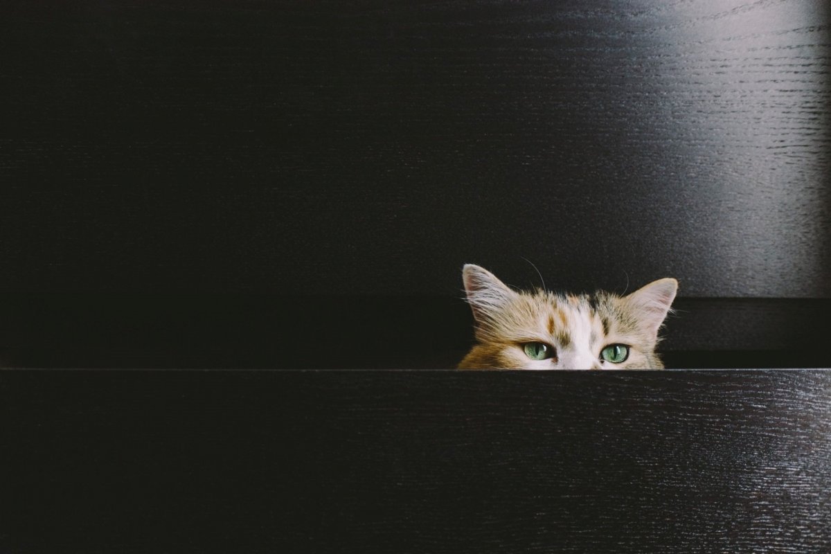 Кот выглядывает