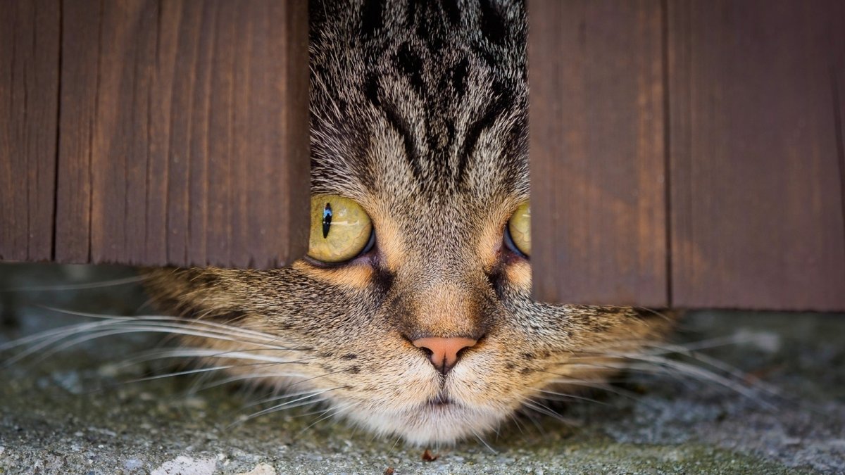 Котенок выглядывает из за двери