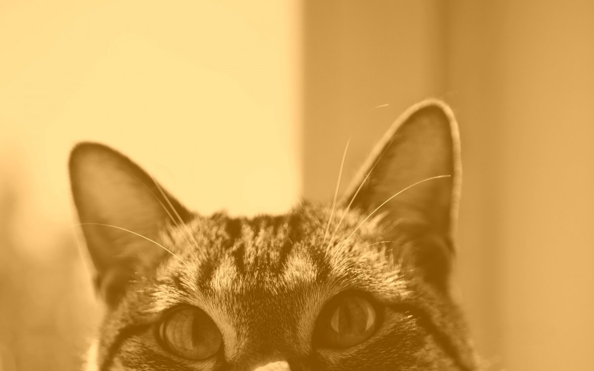 Фон для презентации кошки