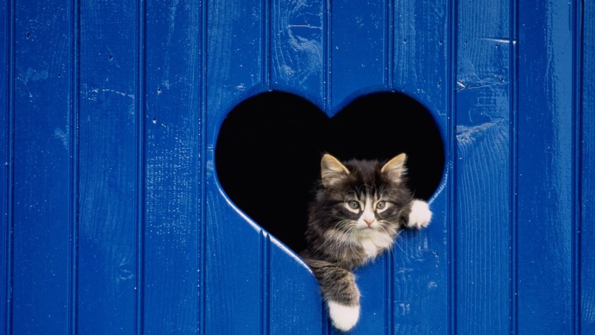 Обои котик выглядывает из под стекла