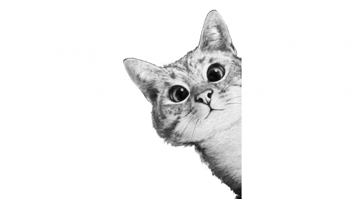 Кот выглядывает из шкафа