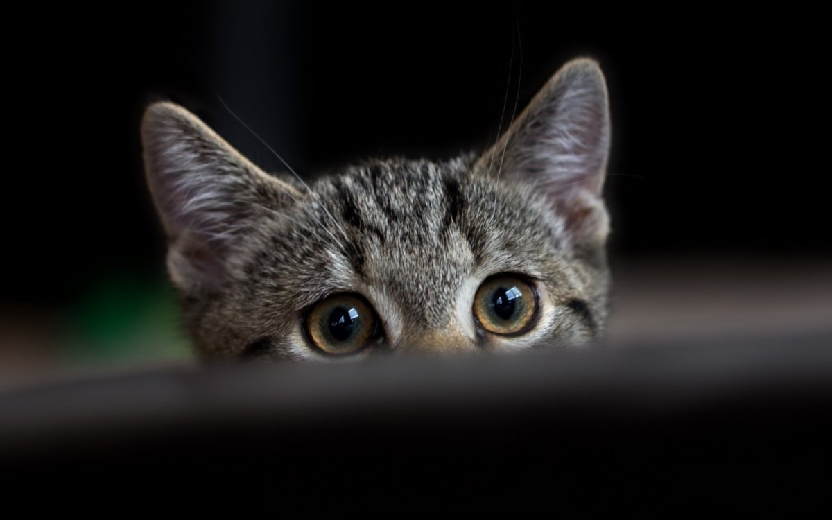 Обои выглядывающий кот