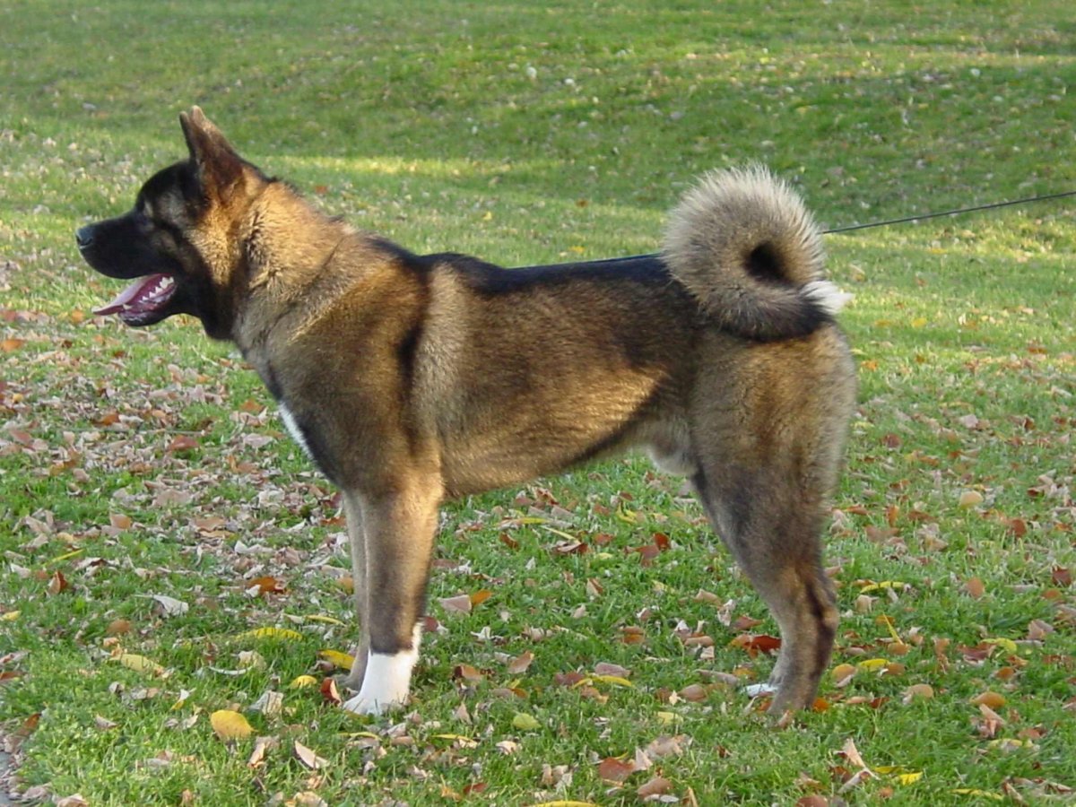 Помесь акиты и хаски