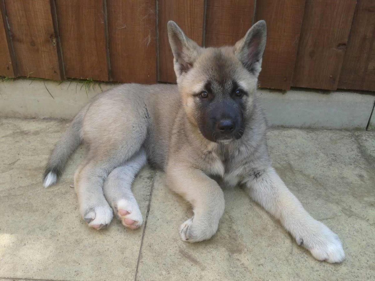 Отдам даром собаку в хорошие руки