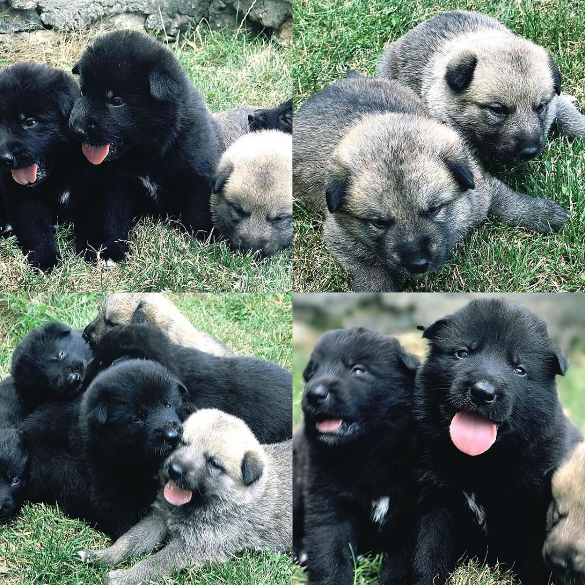 Метис американской акиты