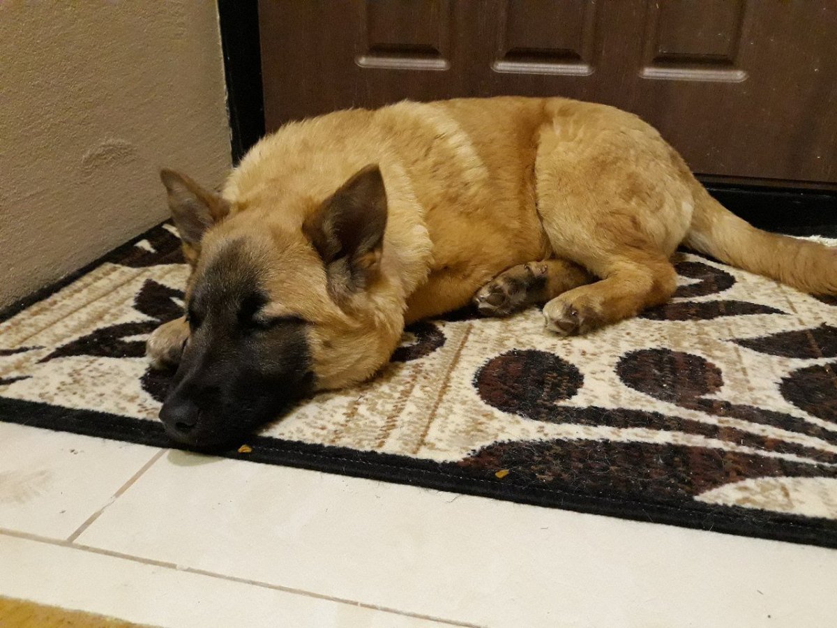 Метис Акита ину и лайки