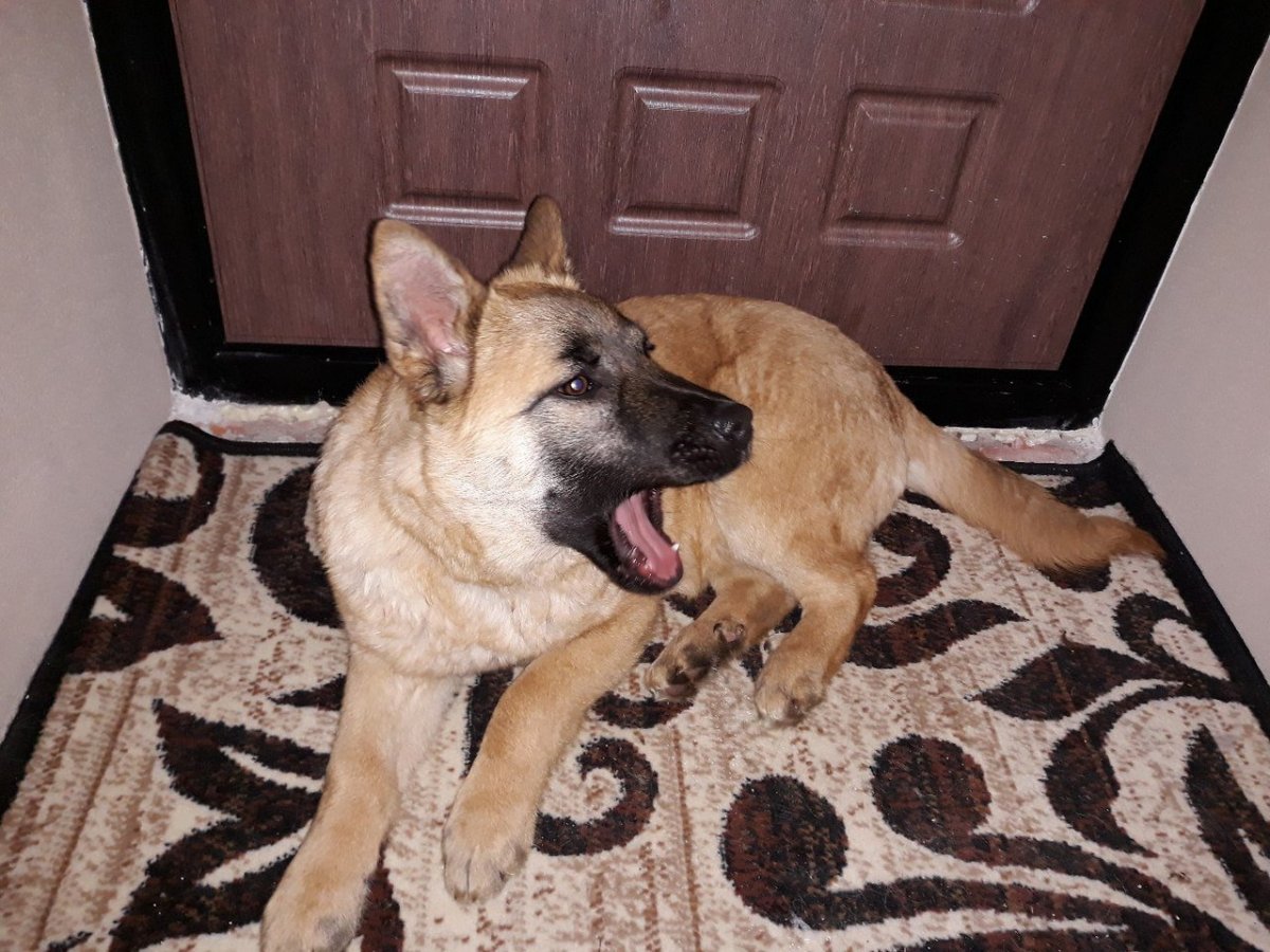 Метис американской акиты