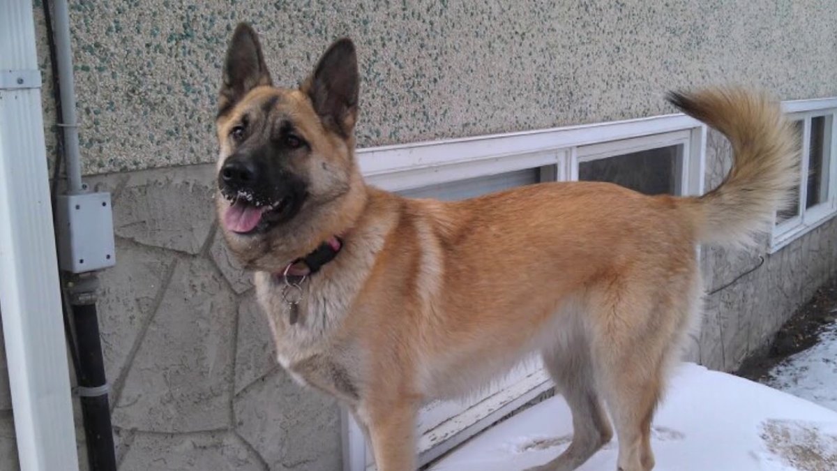 Метис овчарки и Акита ину