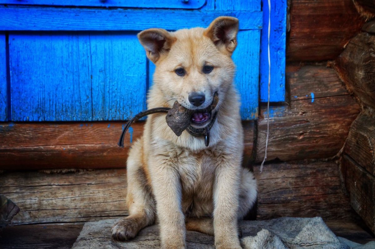 Акита ину и немецкая овчарка метис