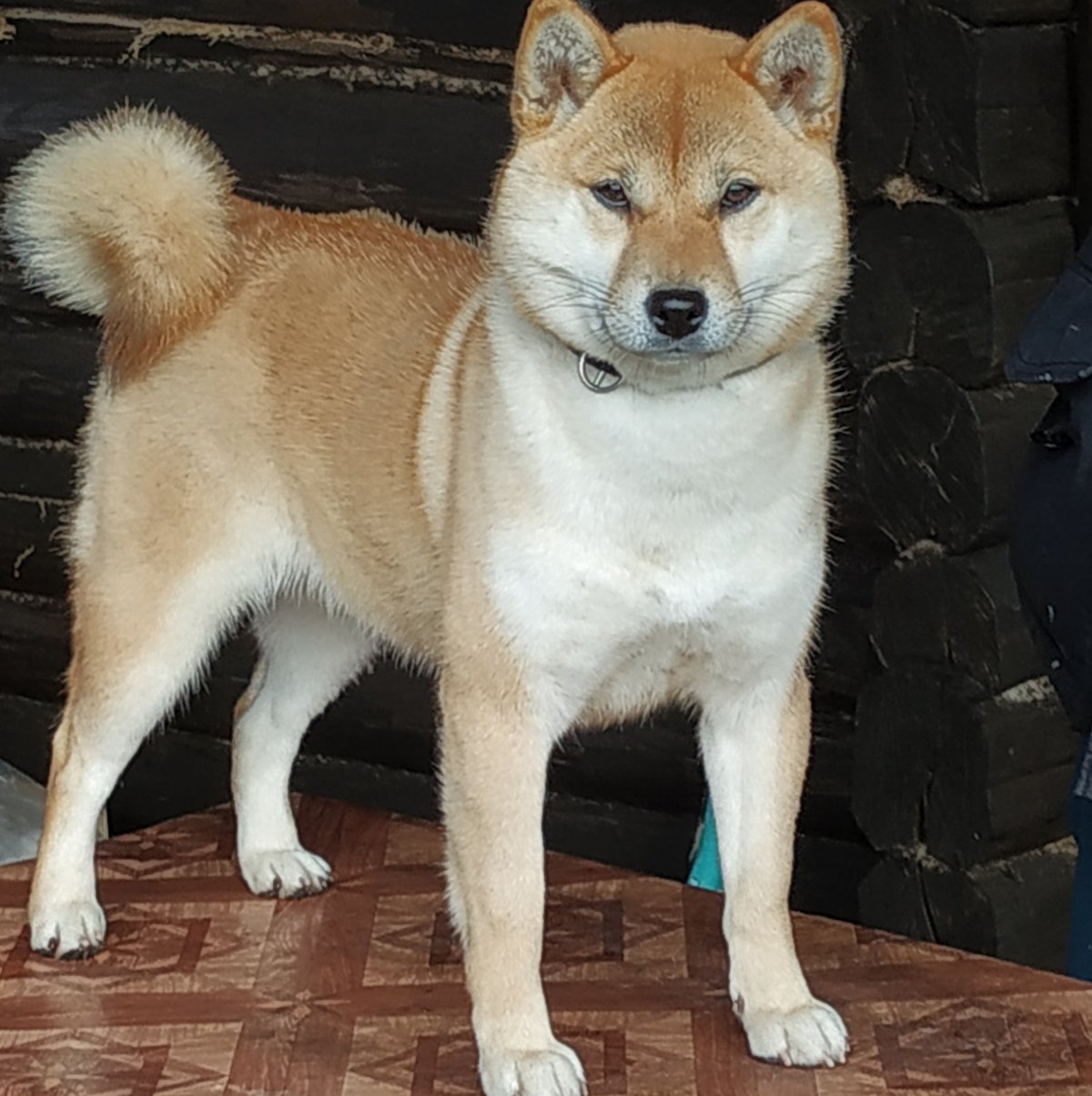 Восточно-европейская овчарка метис с акитой