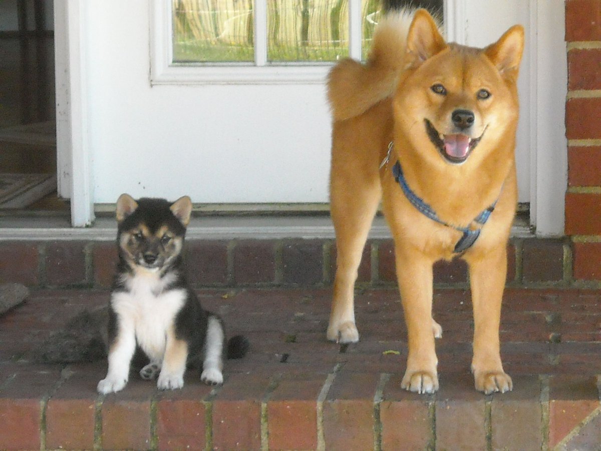 Метис Акита ину и лайки