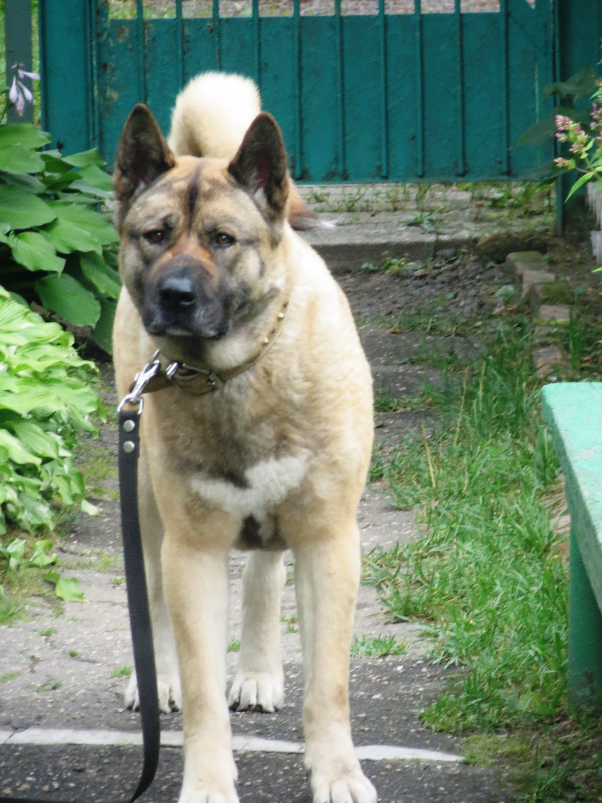 Метис овчарки и американской акиты