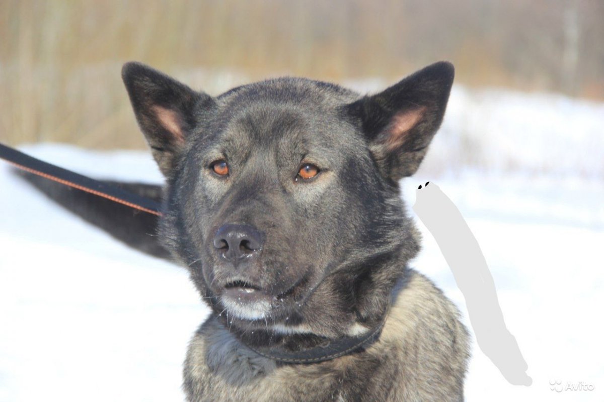 Лайка Акита