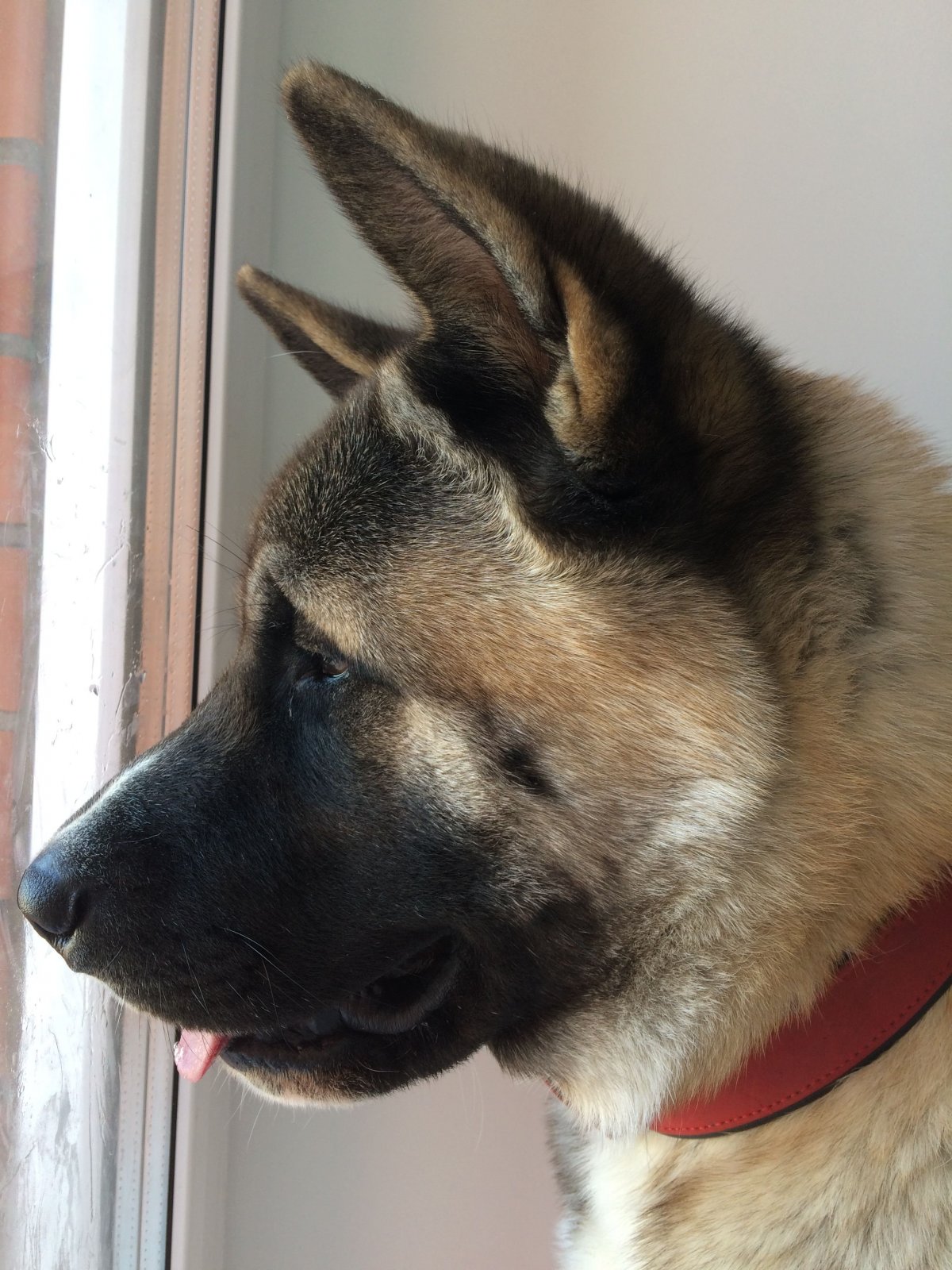 Акита ину Шмидтово