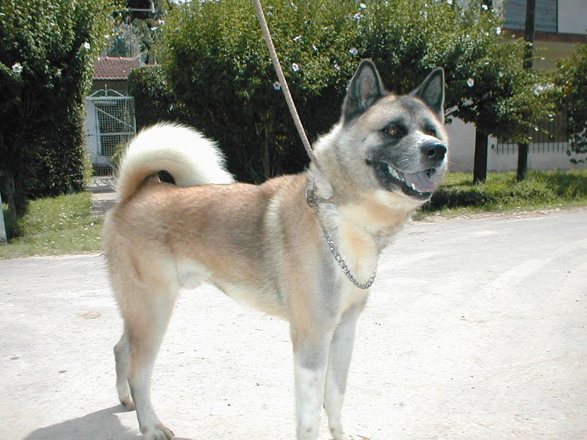 Метис Акита и сиба