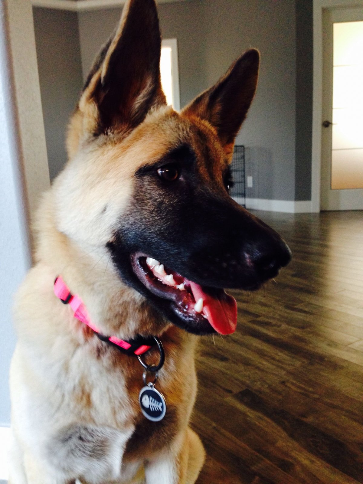 Помесь акиты и овчарки