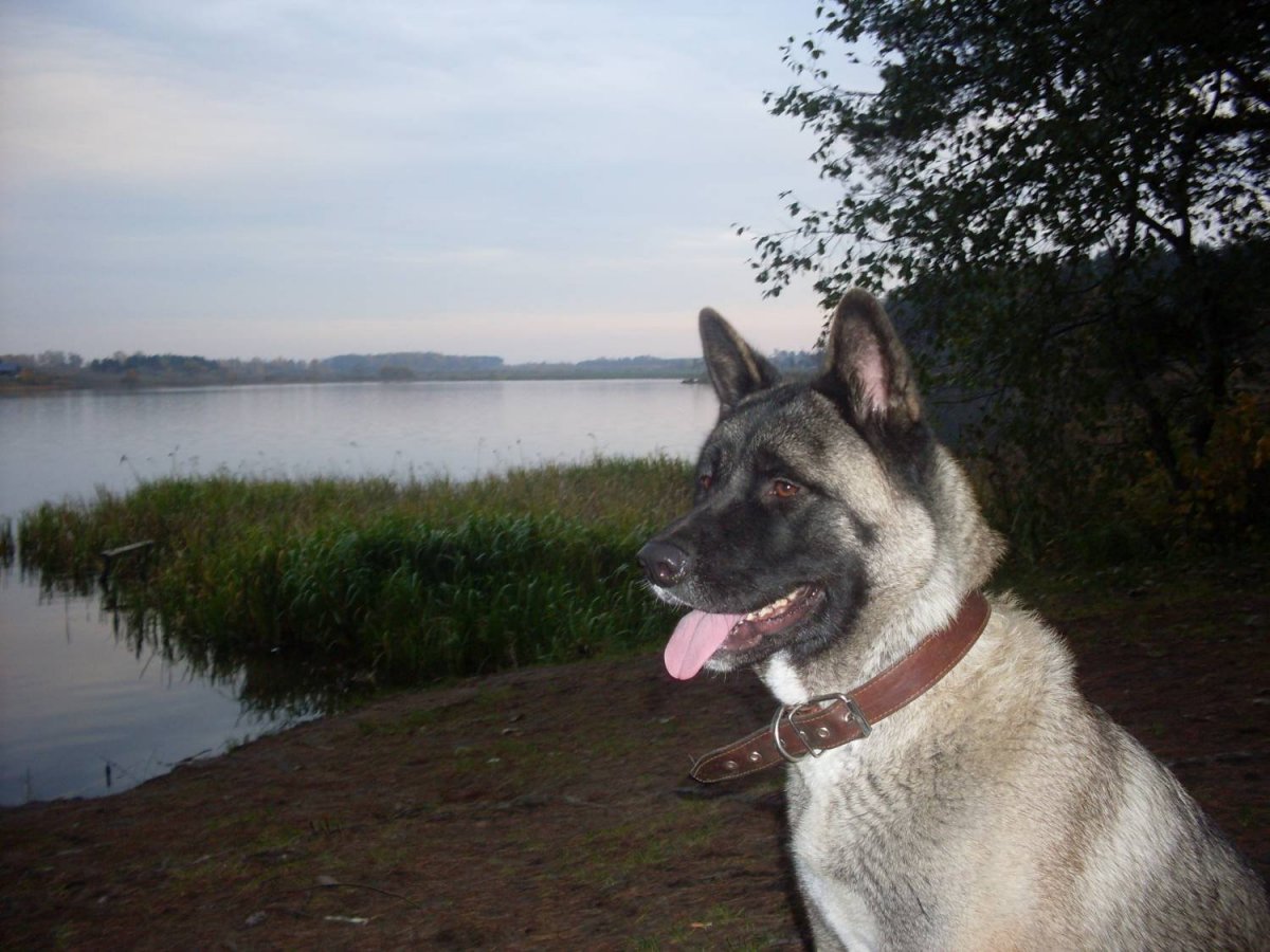 Американская овчарка Акита