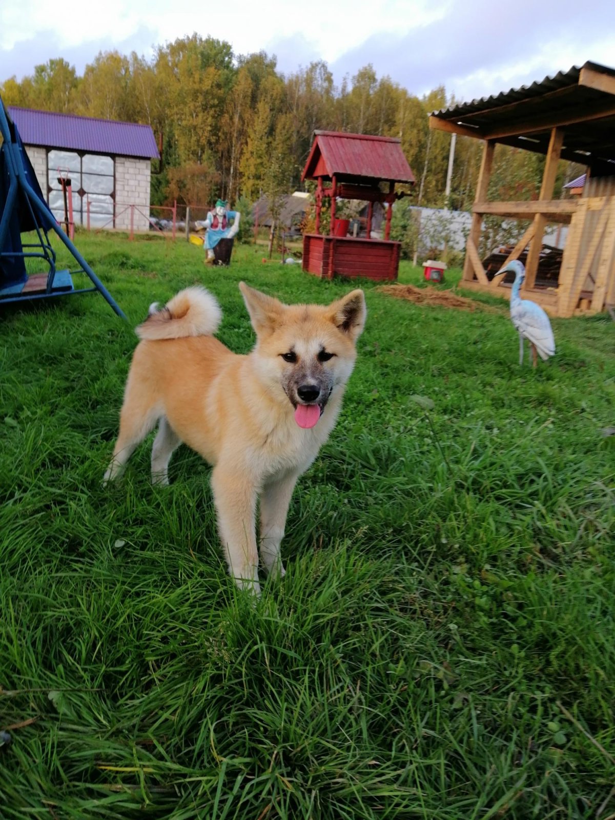 Маламут помесь с акитой