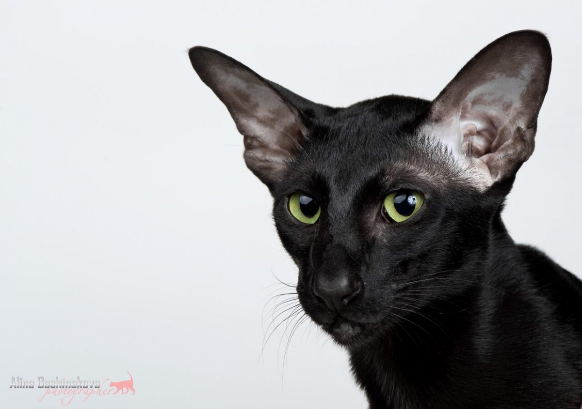 Ликой Ориентал