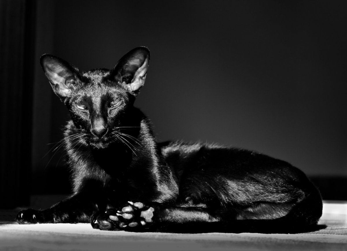 Черный ориентальный кот