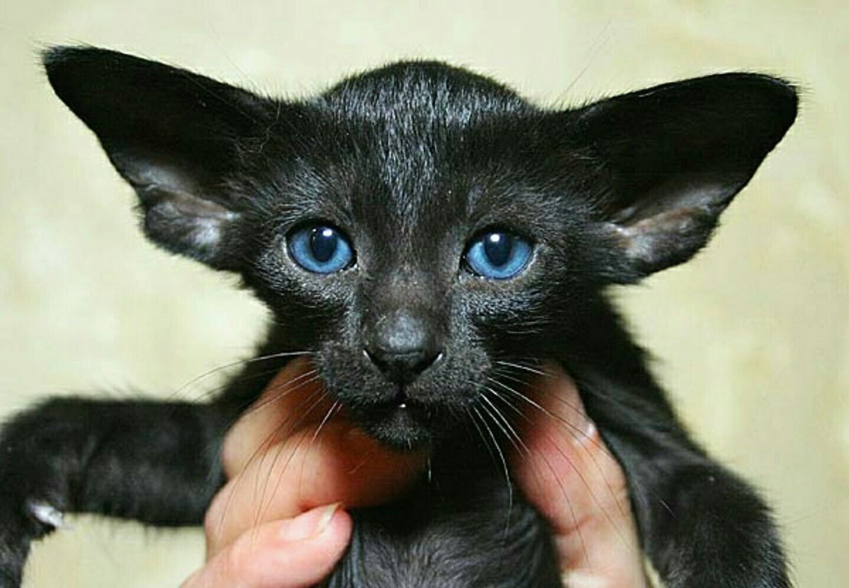 Египетская Ориентальная кошка