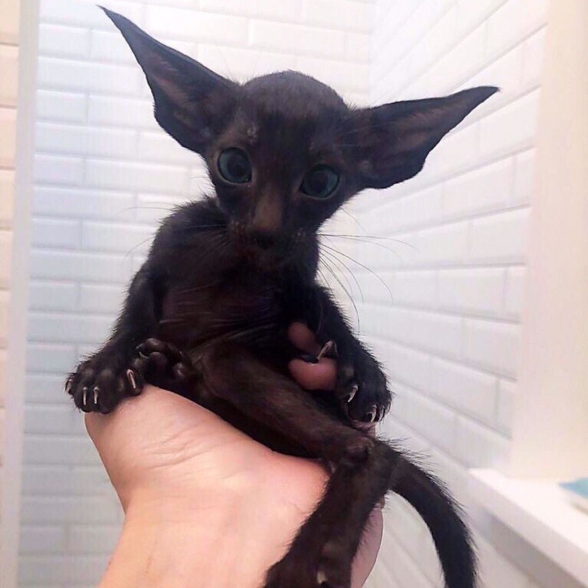 Кот Ориентал летучая мышь