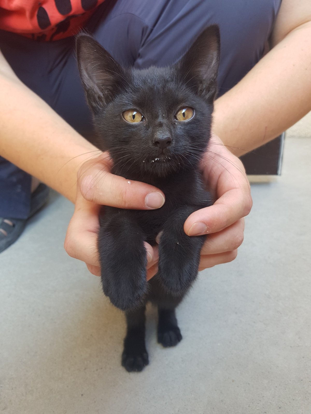 Черный котенок с большими ушами