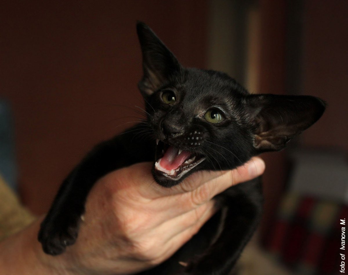 Кот Ориентал черный