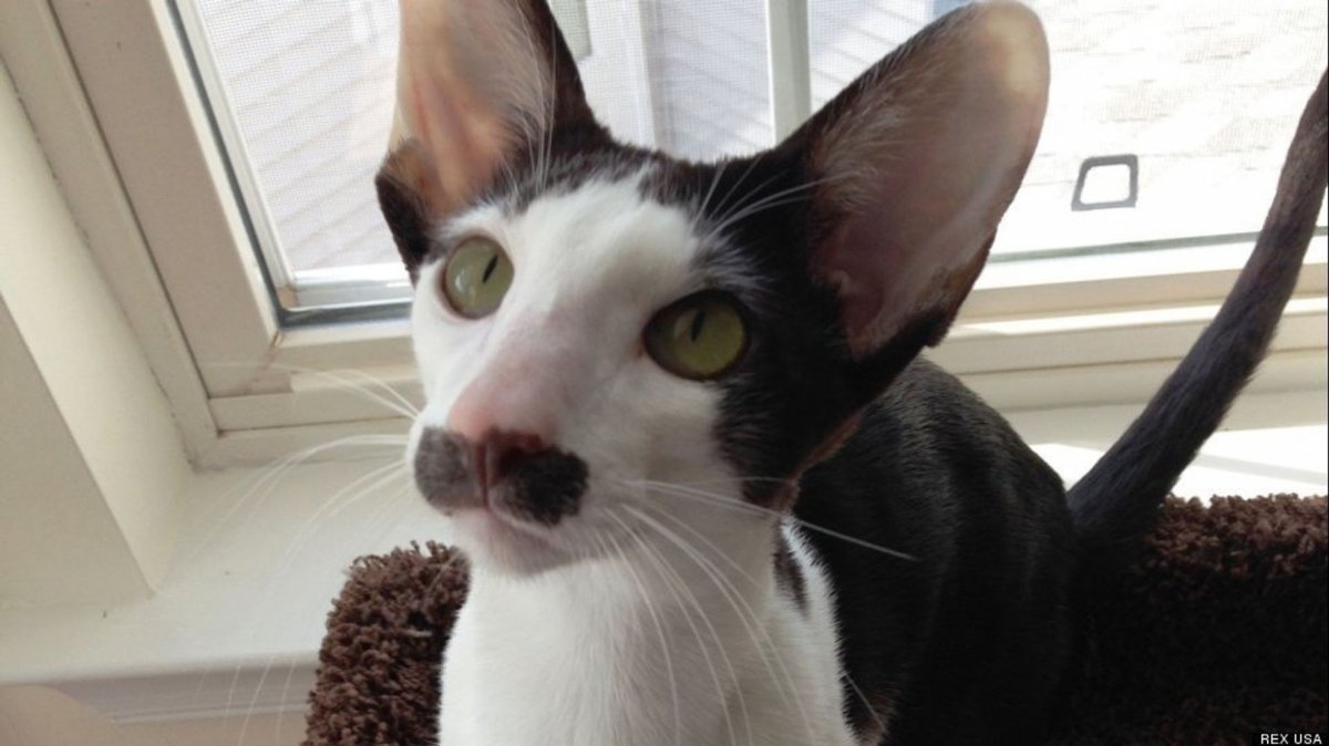 Ориентальная кошка с черными усами