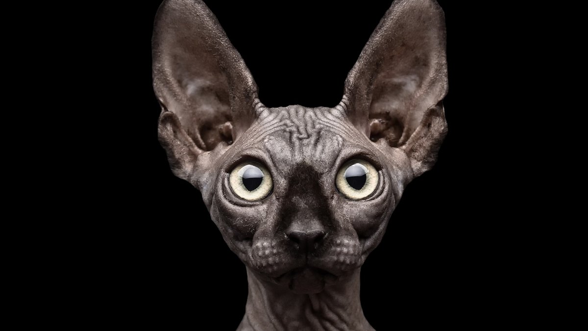 Египетская кошка сфинкс