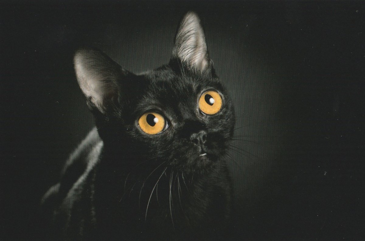 Бомбейская черная кошка